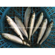 New Land Frozen Seafood Sardine Fish